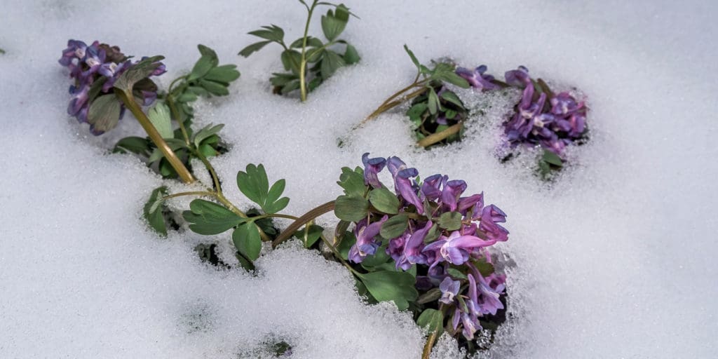 Corydalis Plant Ancient Remedy