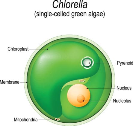 Natural Remedies for Fibromyalgia - Chlorella: Can It Improve Symptoms?