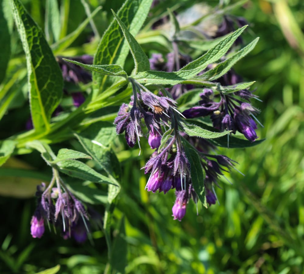 comfrey as a supplement for chronic pain