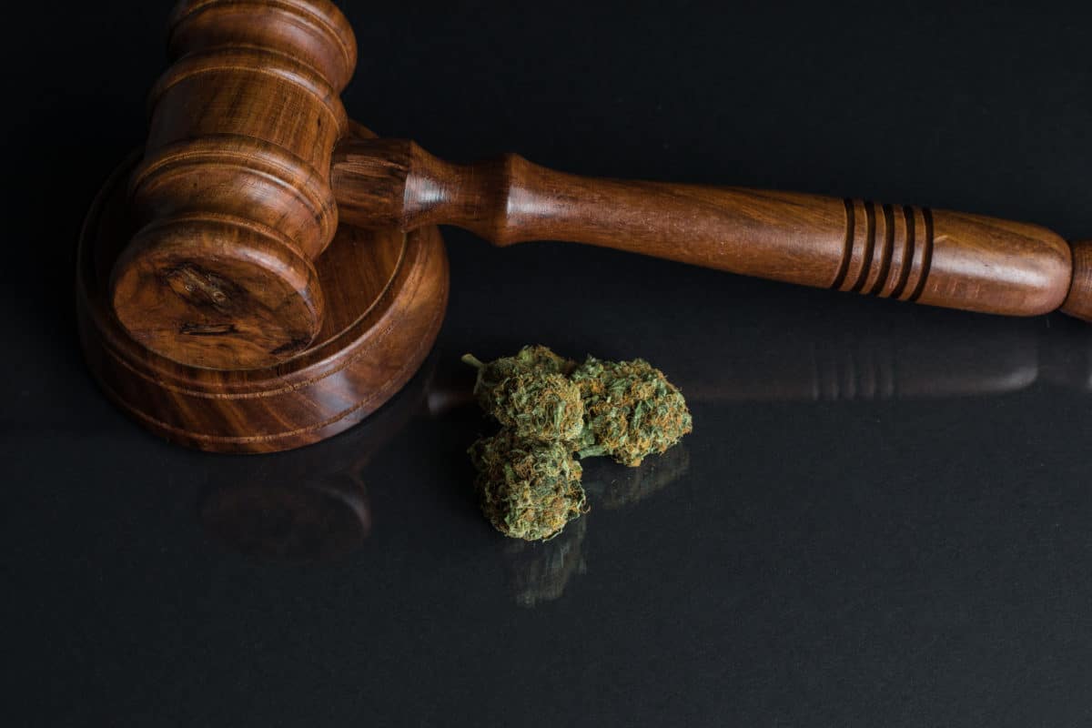 marijuana legalization and pain management marijuana buds and a gavel